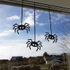 Spindelsällskap i fönstret