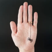En spindel i handen